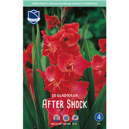 Гладиолус Афте Шок