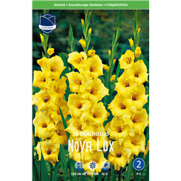 Гладиолус Нова Люкс