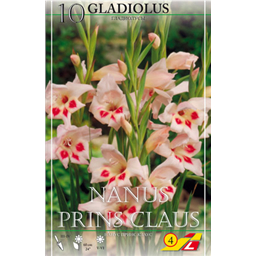 Гладиолус Принц Клаус