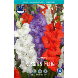 Гладиолусы Russian Flag