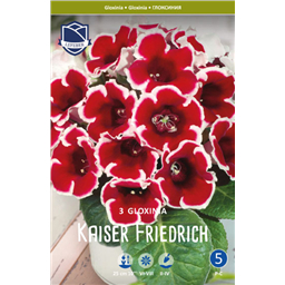 Глоксиния Кайзер Фридрих 