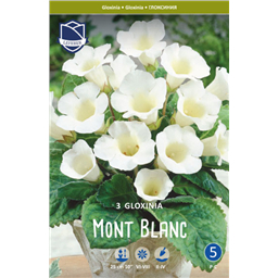 Глоксиния Монблан 