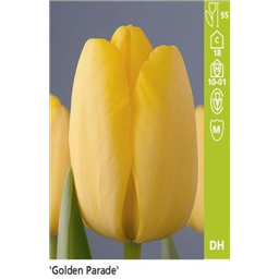 Голден Парад