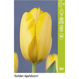 Голден Апельорн