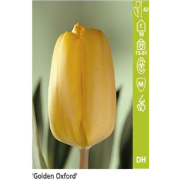 Голден Оксфорд