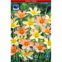 Гомерия Брейниана