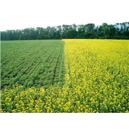 Горчица белая