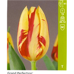 Гранд Перфекшн