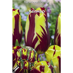 Тюльпан Триумф Хелмар