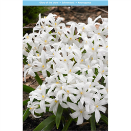 Хиондокса Люцилии Альба 