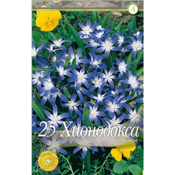 Хионодокса Люцилиа