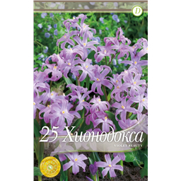 Хионодокса Вайолет Бьюти