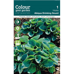 Хоста Абиква Дринкинг Гурд 