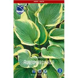 Хоста Ауреомаргината