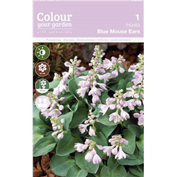 Хоста Блю Маус Иаз