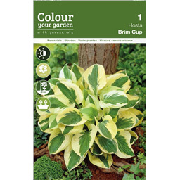 Хоста Брим Кап