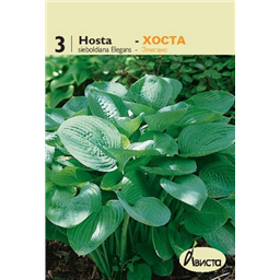 Хоста Элеганс