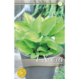 Хоста Голд Стандарт