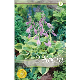 Хоста Гранд Тиара