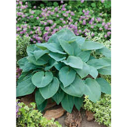 Хоста Халцион