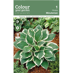 Хоста Минитмэн