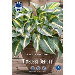 Хоста Таймлесс Бьюти