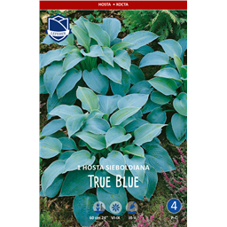 Хоста Тру Блю
