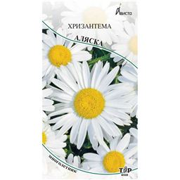 Хризантема Аляска
