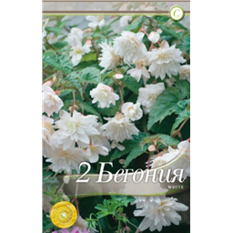 Иллюминейшн Уайт