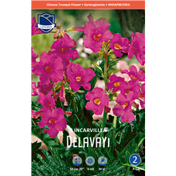 Инкарвиллея Делавея