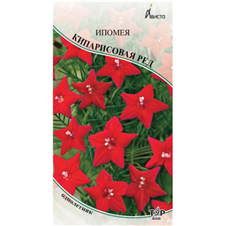 Ипомея кипарисовая Ред 