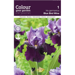 Ирис Блю Бирд Вайн