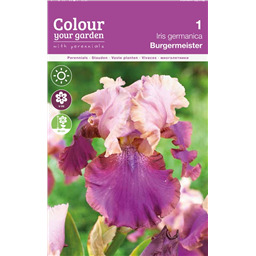 Ирис Бургомистр