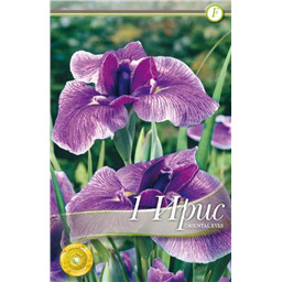 Ирис Энсата Ориентал Айз