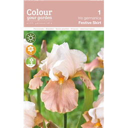 Ирис Фестив Скет