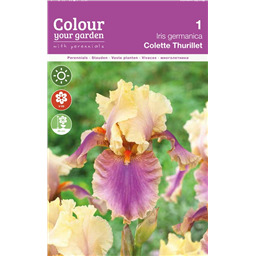 Ирис Колет Тюриллет