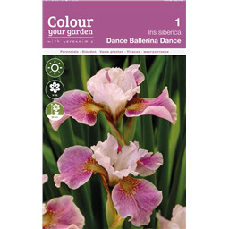 Ирис сибирский Данс Балерина Данс