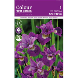 Ирис сибирский Шоудаун