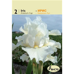 Ирис германский Американс Куп