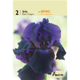 Ирис германский Блэк Дракон