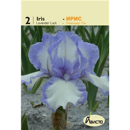 Ирис германский Лавендер Лук