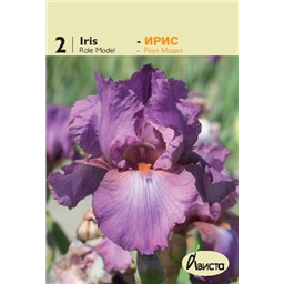 Ирис германский Роул Модел