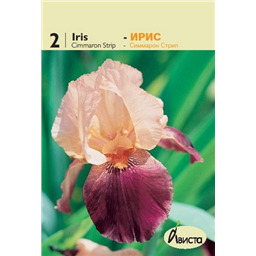 Ирис германский Симарон Стрип