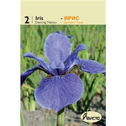 Ирис сибирский Дансинг Нану
