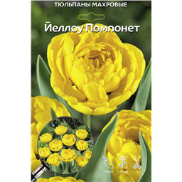 Тюльпан Махровый Ранний Йеллоу Помпонет