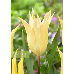 Йохан Кройф