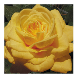 Йеллоу Субмарин