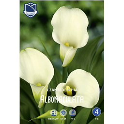 Калла Албомакулата 