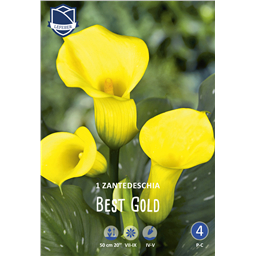 Калла Бест Голд 