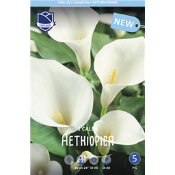 Калла Эфиопика